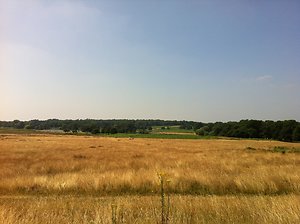 Walking Therapy. Pen Ponds Richmond Park